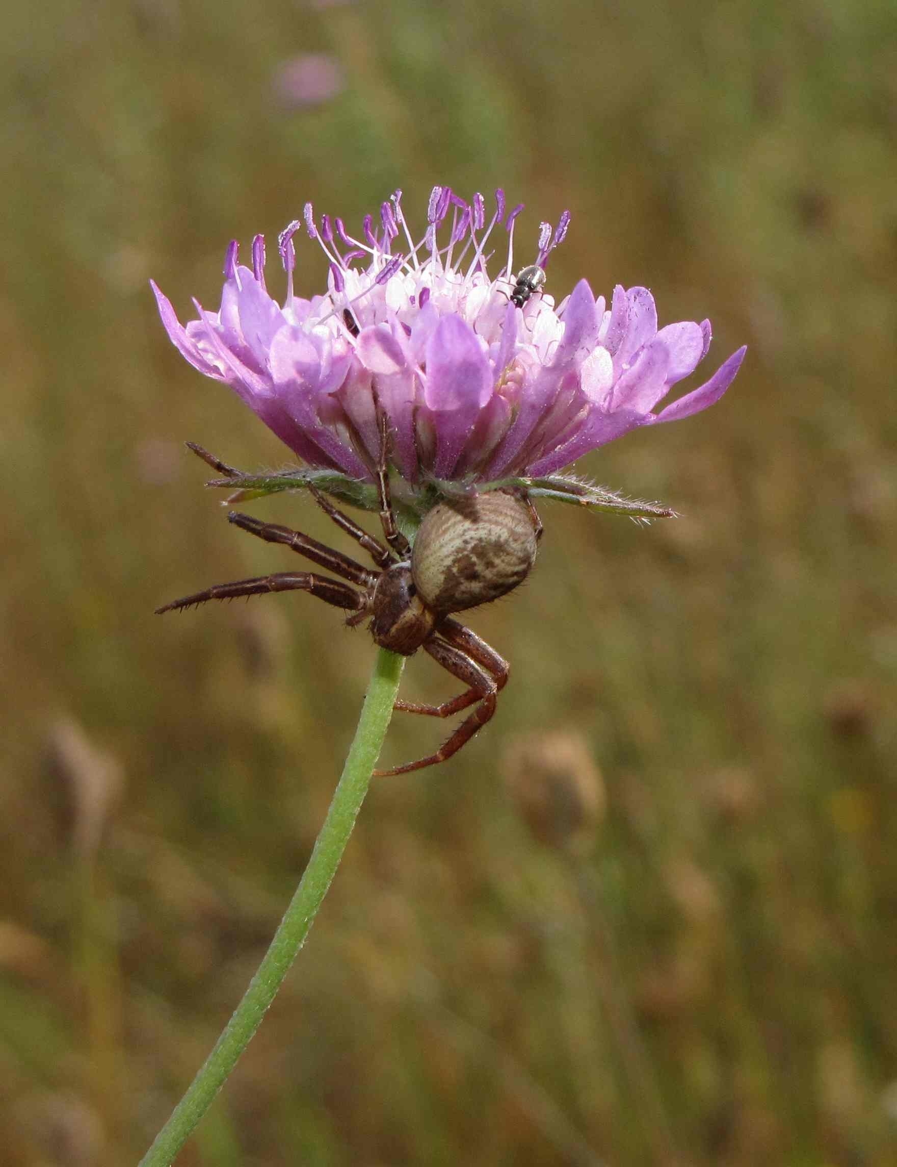 Xysticus sp.